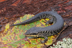 Gadow's Alligator Lizard photo 1