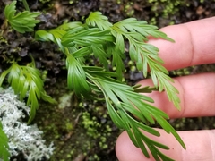 Asplenium flaccidum flaccidum