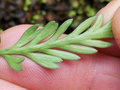 Asplenium flaccidum flaccidum