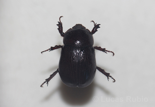 Ligyrus burmeisteri