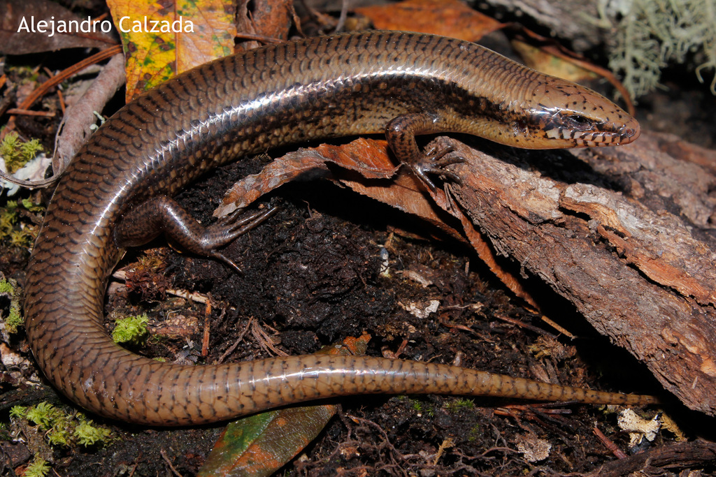 Tepalcatepec Skink