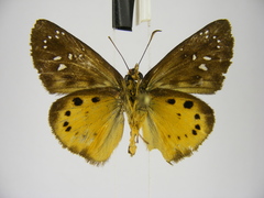 Eagris tigris tigris