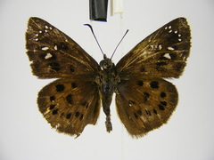 Eagris tigris tigris
