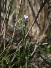Linaria arvensis