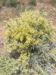 Tetradymia spinosa