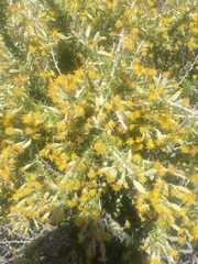 Tetradymia spinosa