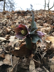 Helleborus purpurascens