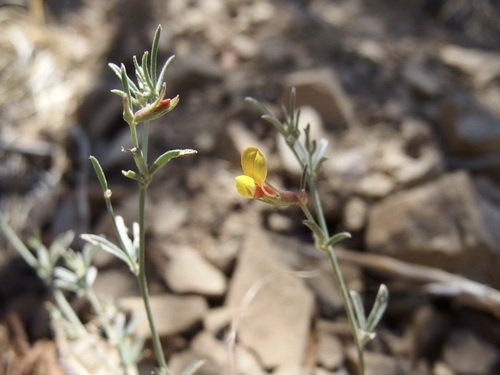 New Mexico bird's-foot trefoil (Acmispon oroboides)