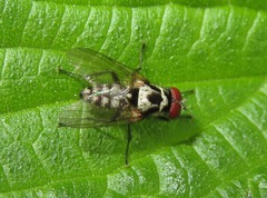 Anthomyia procellaris