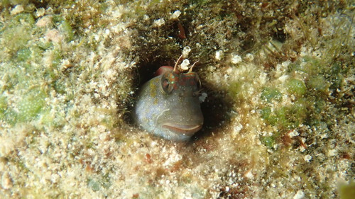 Blenniella caudolineata observed 2024-10-17