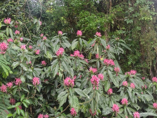 Image of Justicia carnea by (c) Clarice Dorocinski, some rights reserved (CC BY)