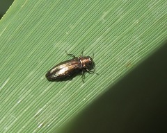 Agrilus cuprescens