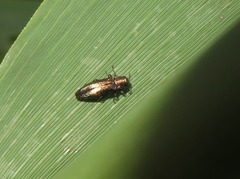 Agrilus cuprescens