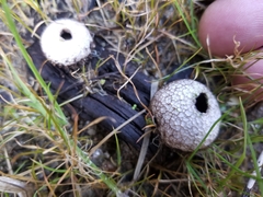 Lycoperdon compactum