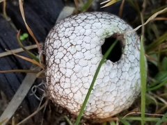 Lycoperdon compactum