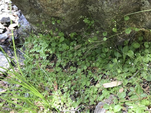 Chiricahua Mountain brookweed (Samolus vagans)