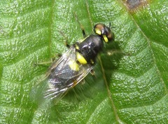 Oxycera leonina