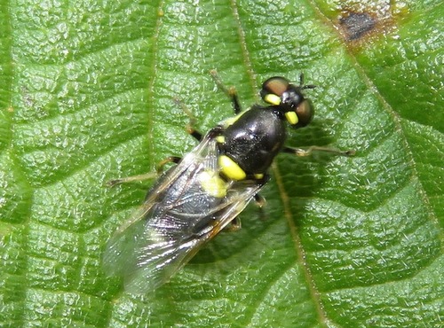 Twin-spotted Major, photo 5 of 10