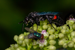 Scolia fasciatopunctata