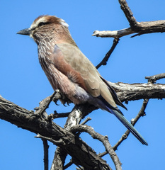 Coracias naevius mosambicus