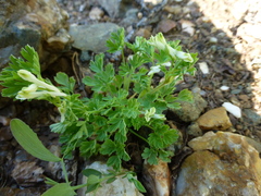 Corydalis capnoides