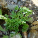 Corydalis capnoides - Photo (c) svetlana_katana, algunos derechos reservados (CC BY-NC), subido por svetlana_katana