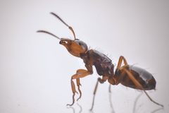 Acanthomyops