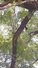 Garrulus glandarius atricapillus