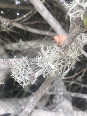 Dendrographa alectoroides