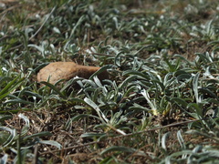 Convolvulus lineatus
