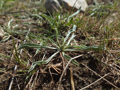 Convolvulus lineatus