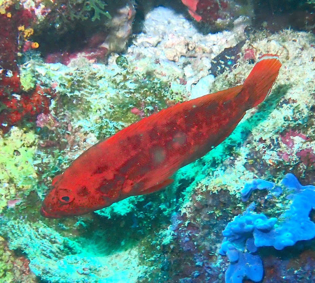 Strawberry hind