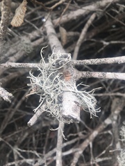 Dendrographa alectoroides