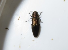 Agrilus cuprescens