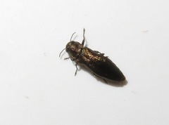Agrilus cuprescens