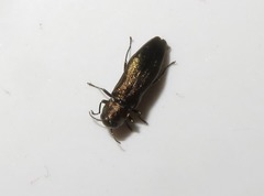 Agrilus cuprescens