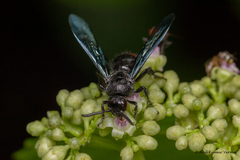 Scolia fasciatopunctata