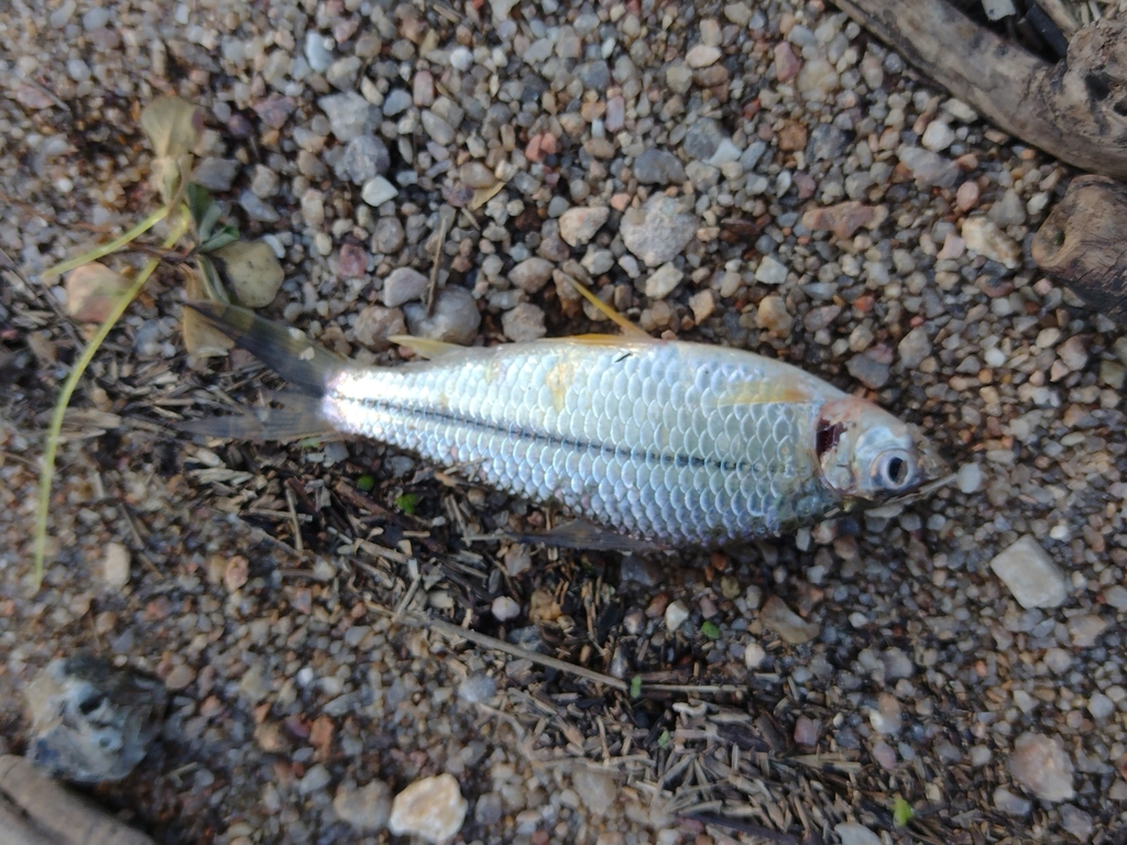 Kortvin-tandloze karakijn (Steindachnerina brevipinna) — Curimatidae