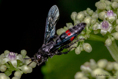 Scolia fasciatopunctata