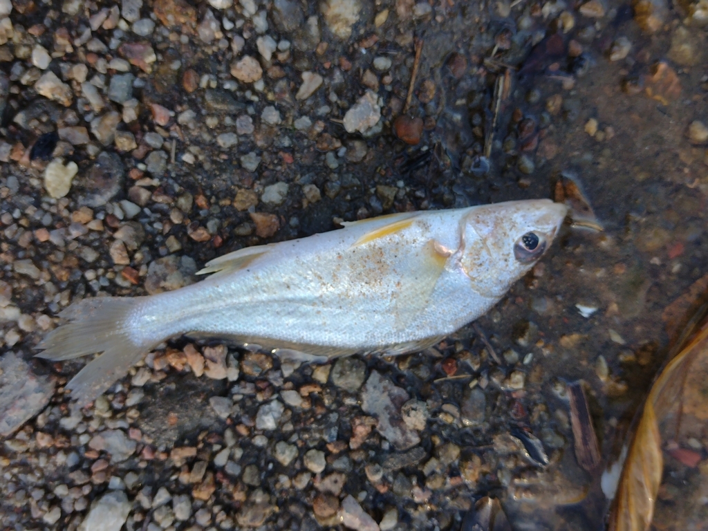 La Plata croaker (Pachyurus bonariensis) — Sciaenidae