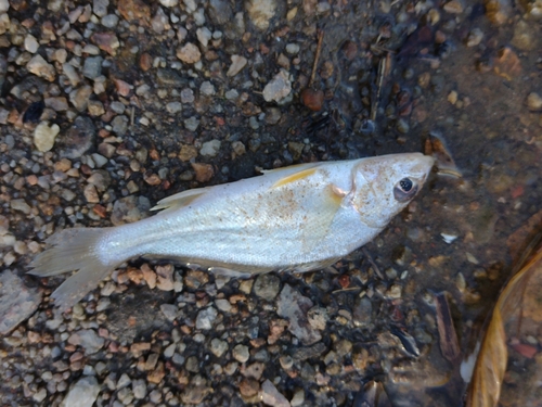 La Plata croaker (Pachyurus bonariensis) — Sciaenidae