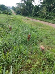 Zonocerus variegatus