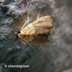Agrotera basinotata