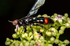 Scolia fasciatopunctata