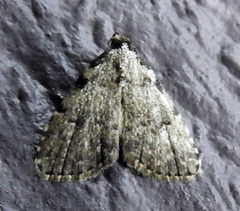 Dyspyralis puncticosta