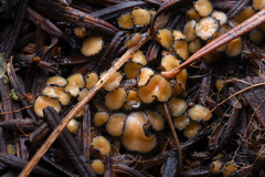Podophacidium xanthomelum