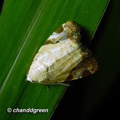 Pseudeustrotia semialba