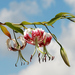 Lilium speciosum - Photo (c) Jing-Yi Lu, algunos derechos reservados (CC BY-NC), subido por Jing-Yi Lu