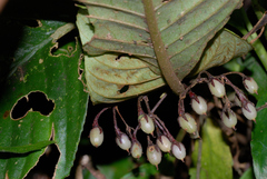 Rhynchotechum formosanum