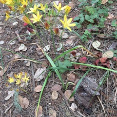 Triteleia ixioides ixioides